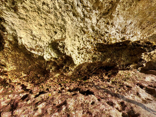 wall with moss