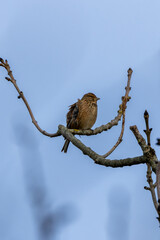 Female Linnet (Linaria cannabina) – Commonly found in grasslands, spotted at Turvey Nature Reserve, Dublin