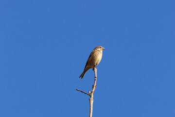 Female Linnet (Linaria cannabina) – Commonly found in grasslands, spotted at Turvey Nature Reserve, Dublin