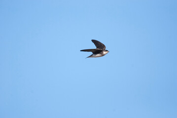 Small bird bank swallow flying overhead