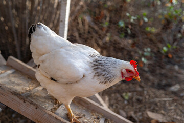 white hen in a chicken coop. close up