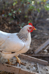 white hen in a chicken coop. close up