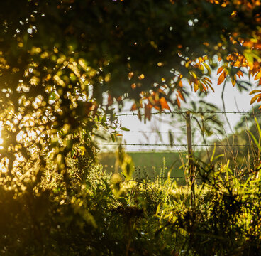 Sunlight filtering through the grass fence and leaves