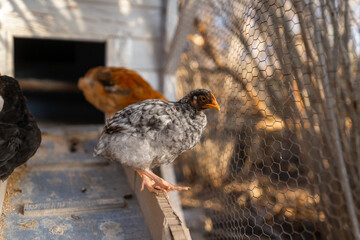 chickens in a chicken coop. close up
