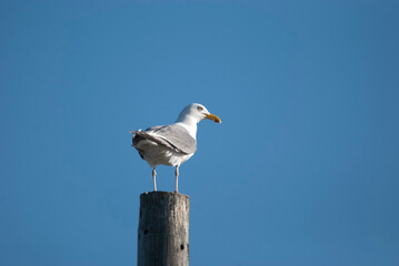 Herring Gull standing on a pole