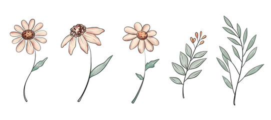 Watercolor pastel vintage chamomile isolated on white background