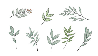 A Delicate Green Leafy Branch Perfectly Displaying Its Vivid and Beautiful Texture