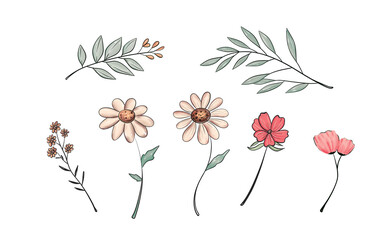 Watercolor pastel vintage chamomile isolated on white background