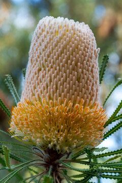 Single Hooker's Banksia flower cone surrounded by green leaves.