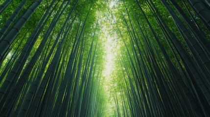 Fototapeta premium Lush bamboo forest with towering stems reaching towards the sky, filtered sunlight creating a serene atmosphere.