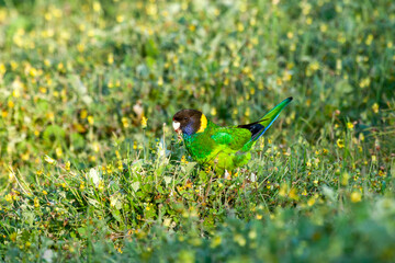 Australian Ringneck foraging on ground among yellow flowers and lush green grass.