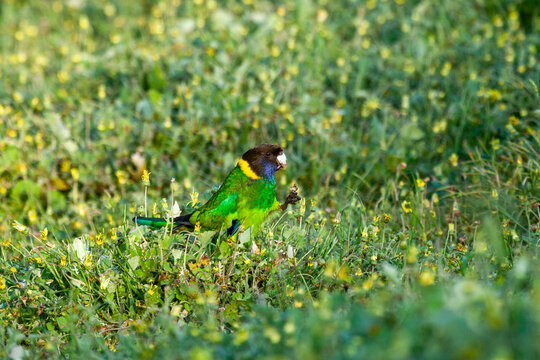 Australian Ringneck foraging on ground among yellow flowers and lush green grass.