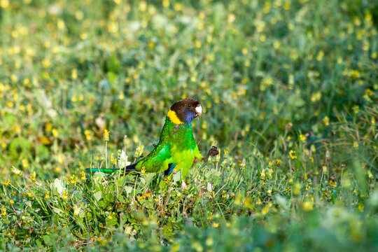 Australian Ringneck foraging on ground among yellow flowers and lush green grass.
