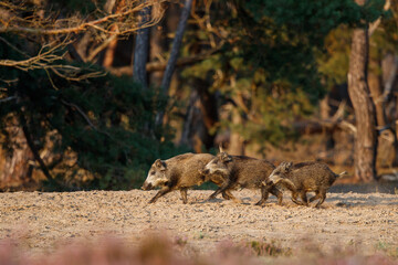 Wild boar (Sus scrofa), also known as  swine, wild pig or Eurasian wild pig. These wild boar are searching for food with their youngsters in the beginning of the autumn in Veluwe NP - Netherlands.