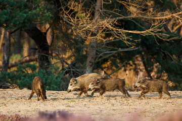 Wild boar (Sus scrofa), also known as  swine, wild pig or Eurasian wild pig. These wild boar are...