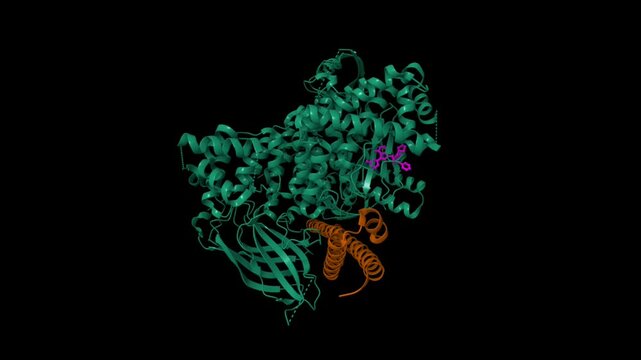 Human PI3K delta in complex with pyrisazinone inhibitor. Animated 3D cartoon and molecular surface models, PDB 8s3r, black background