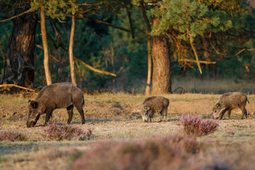 Wild boar (Sus scrofa), also known as  swine, wild pig or Eurasian wild pig. These wild boar are searching for food with their youngsters in the beginning of the autumn in Veluwe NP - Netherlands. © henk bogaard