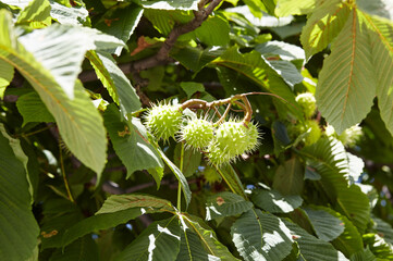 Abstract image of ripe chestnut in autumn park. Horse-chestnuts on conker tree branch - Aesculus hippocastanum fruits