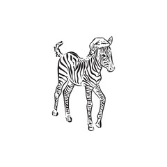 A baby zebra wearing a Christmas hat. Standing zebra drawn by hand in black and white. Festive Savanna animal. © Amelia