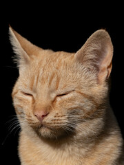 Obraz premium Portrait of a beauty red cat relaxing in a sunny day