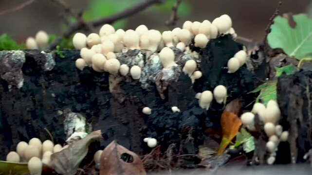 Apioperdon pyriforme(previously Lycoperdon pyriforme), commonly known as the pear-shaped puffball or stump puffball, fungus mushroom, Germany