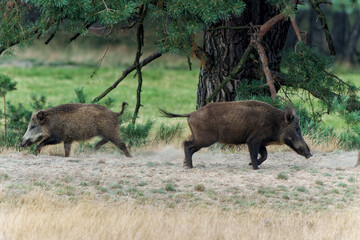 Wild boar (Sus scrofa), also known as  swine, wild pig or Eurasian wild pig. These wild boar are...