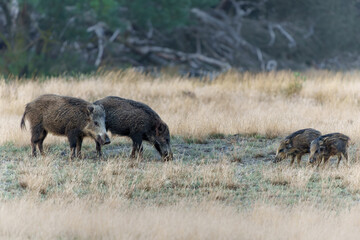 Wild boar (Sus scrofa), also known as  swine, wild pig or Eurasian wild pig. These wild boar are searching for food with their youngsters in the beginning of the autumn in Veluwe NP - Netherlands.