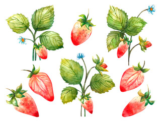 Set of Strawberry bush hand painted watercolor illustration isolated on white.