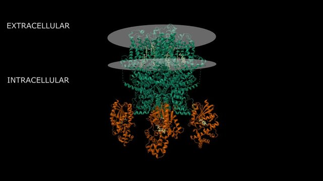 Cryo-EM structure of the human TRPC5 ion channel (green) in complex with G alpha i3 subunits (brown), class1. Animated 3D cartoon and molecular surface models, PDB 7x6i, black background