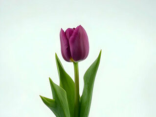Fototapeta premium A single purple tulip stands elegantly against a light background, showcasing its beauty.