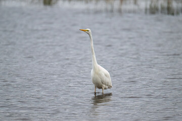Obraz premium Great White Egret in a lake