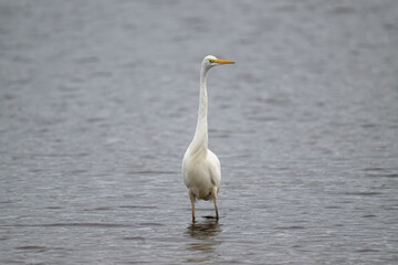 Great White Egret in a lake