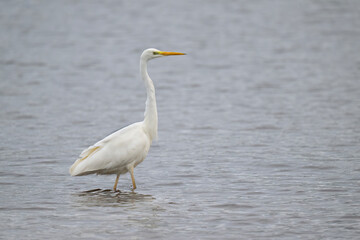 Great White Egret in a lake