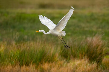 Great White Egret in a lake