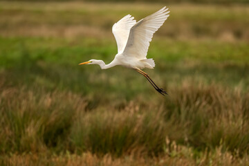 Great White Egret in a lake