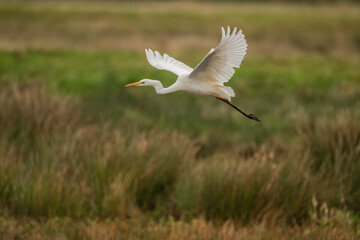 Great White Egret in a lake