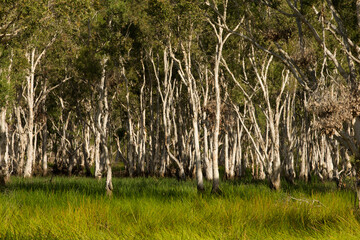 View of bushland tree trunks with lush green grass