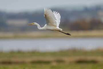 Great White Egret in a lake
