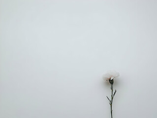 A single white flower stands against a minimalistic background, evoking simplicity and beauty.