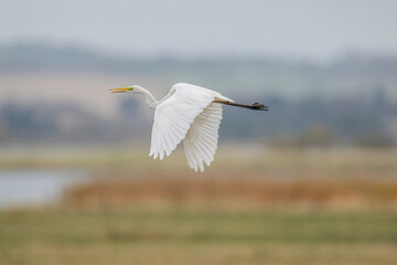 Great White Egret in a lake