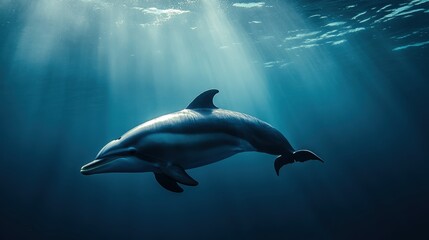 Fototapeta premium Elegant Pacific White-Sided Dolphin Swimming Through Sunbeams Underwater