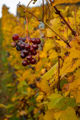 Ripe grape clusters in an autumn vineyard, bathed in warm sunlight. Golden-yellow berries ready for...