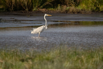 Great White Egret in a lake