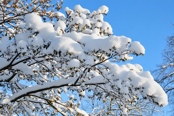 Snow-laden branches under a clear blue winter sky