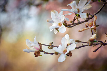 Magnolia flower blooming in the spring in the city 0