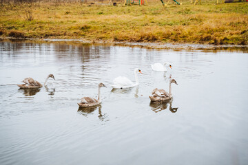 A mesmerizing flock of swans glides gracefully across the serene and tranquil lake, reflecting their striking beauty and perfect harmony in this captivating and picturesque natural setting