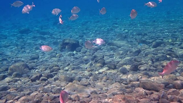 regular White Sea Bream (Diplodus sargus) is popular marine edible fish at the Mediterranean Sea, it is also inhabits the Red Sea and Aqaba gulf

