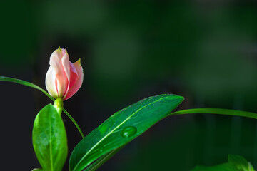 Closed bud, Pink flower with dew on leaves, Macro