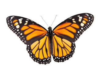 Fototapeta premium Colorful butterfly, white isolate background