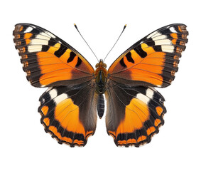 Fototapeta premium Colorful butterfly with orange and black wings.